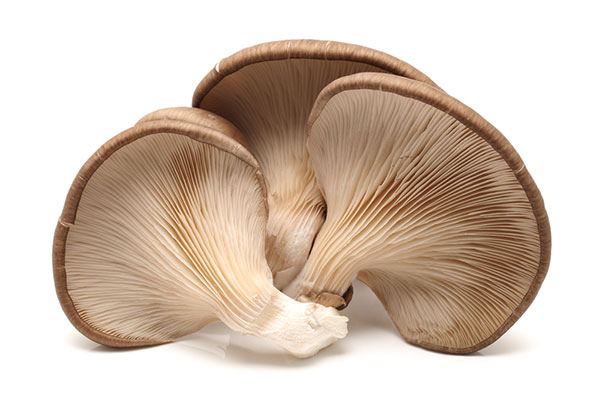 when to harvest blue oyster mushrooms
